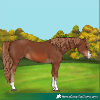 Horse Color:Chestnut 