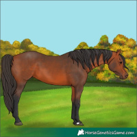 Horse Color:Bay 
