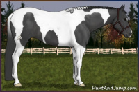 Horse Color:Black Tobiano 