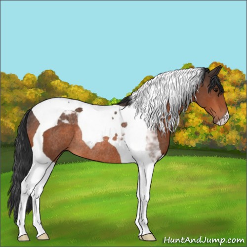 Horse Color:Bay Tobiano Rabicano