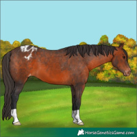 Horse Color:Brown Appaloosa 