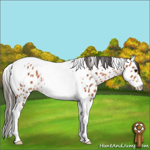 Horse Color:Bay Tobiano Leopard Rabicano