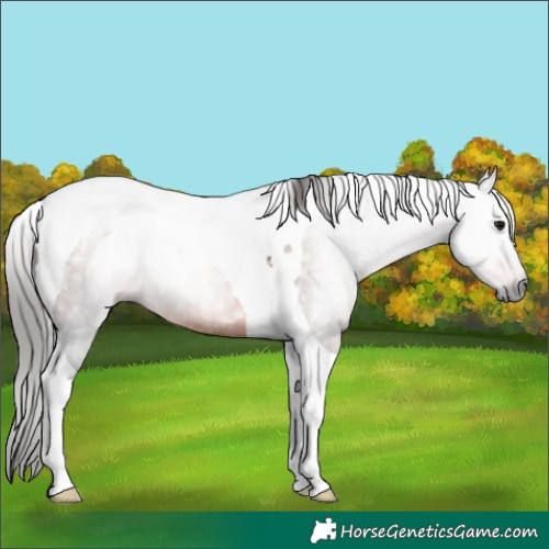 Horse Color:Gray Bay Tobiano Rabicano 