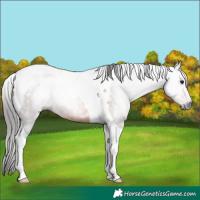Horse Color:Gray Bay Tobiano Rabicano