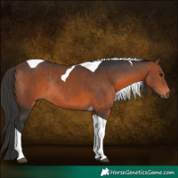 Horse Color:Brown Tobiano Rabicano