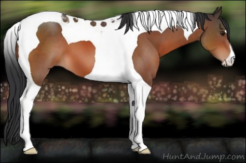 Horse Color:Brown Tobiano