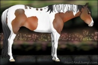 Horse Color:Brown Tobiano 
