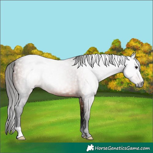 Horse Color:Gray Bay Rabicano 