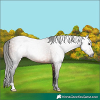 Horse Color:Gray Bay Rabicano 