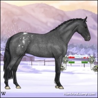 Horse Color:Blue Roan Appaloosa 