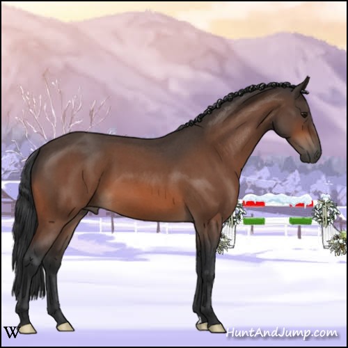 Horse Color:Bay Roan 