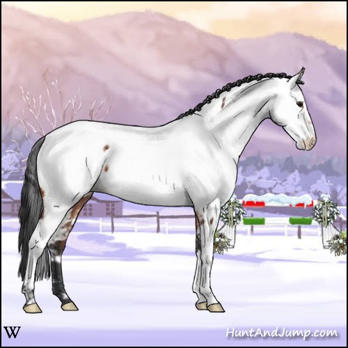 Horse Color:Brown Appaloosa 