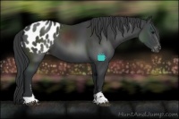Horse Color:Black Sabino Appaloosa 