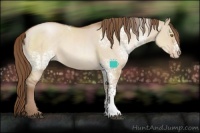 Horse Color:White Spotted Brown Pearl Dun 