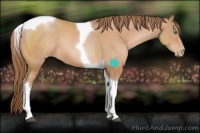 Horse Color:Bay Pearl Tobiano