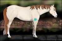 Horse Color:Buckskin Pearl Dun Sabino Splash