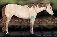 Horse Color:White Spotted Bay Pearl Dun 