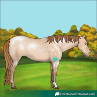 Horse Color:Brown Pearl Dun Rabicano 