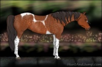 Horse Color:Buckskin Tobiano Rabicano 