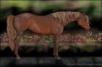 Horse Color:Liver Chestnut 