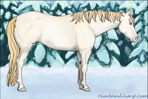 Horse Color:Buckskin Pearl Dun 