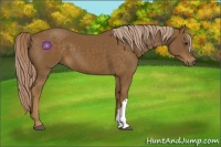 Horse Color:Chocolate Palomino 