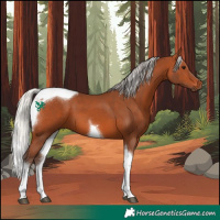 Horse Color:Silver Bay Tobiano