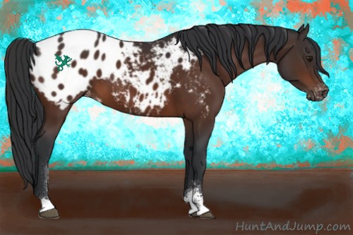 Horse Color:Brown Sabino Appaloosa 