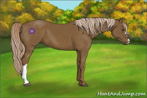 Horse Color:Chocolate Palomino