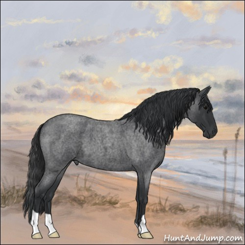 Horse Color:Blue Roan