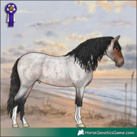 Horse Color:Brown Roan 