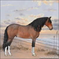 Horse Color:Brown Roan 
