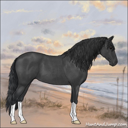 Horse Color:Blue Roan