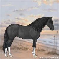 Horse Color:Blue Roan 