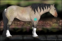 Horse Color:Brown Dun Sabino Tobiano 