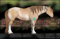 Horse Color:White Spotted Brown Pearl Sabino