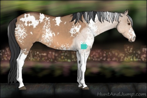 Horse Color:White Spotted Bay Dun 