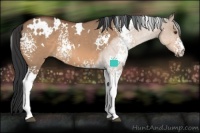 Horse Color:White Spotted Bay Dun 