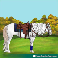Horse Color:Amber Champagne Ice Appaloosa Rabicano 