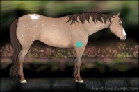 Horse Color:Sable Champagne Appaloosa 