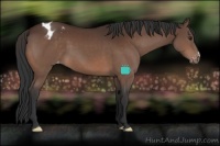 Horse Color:Brown Appaloosa