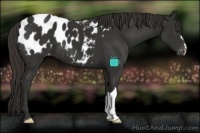 Horse Color:Liver Chestnut Appaloosa 