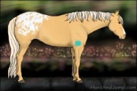 Horse Color:Palomino Appaloosa 