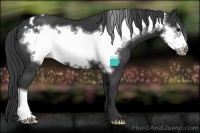Horse Color:Black Frame Appaloosa 