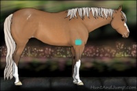 Horse Color:Silver Buckskin Appaloosa 