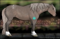 Horse Color:Silver Blue Roan Appaloosa 