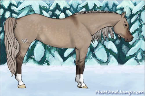 Horse Color:Silver Brown Dun 