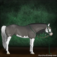 Horse Color:Grullo Splash 