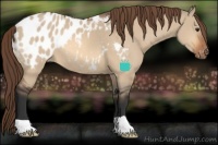 Horse Color:Bay Dun Near Leopard 