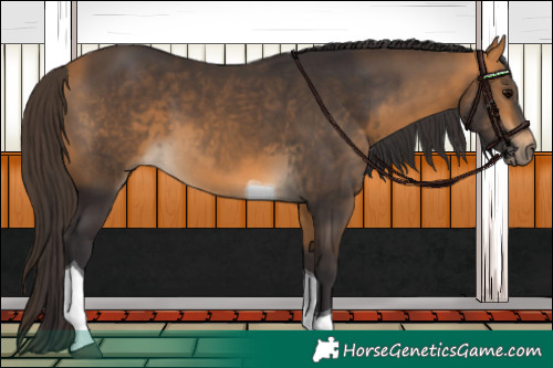 Horse Color:Buckskin Tobiano